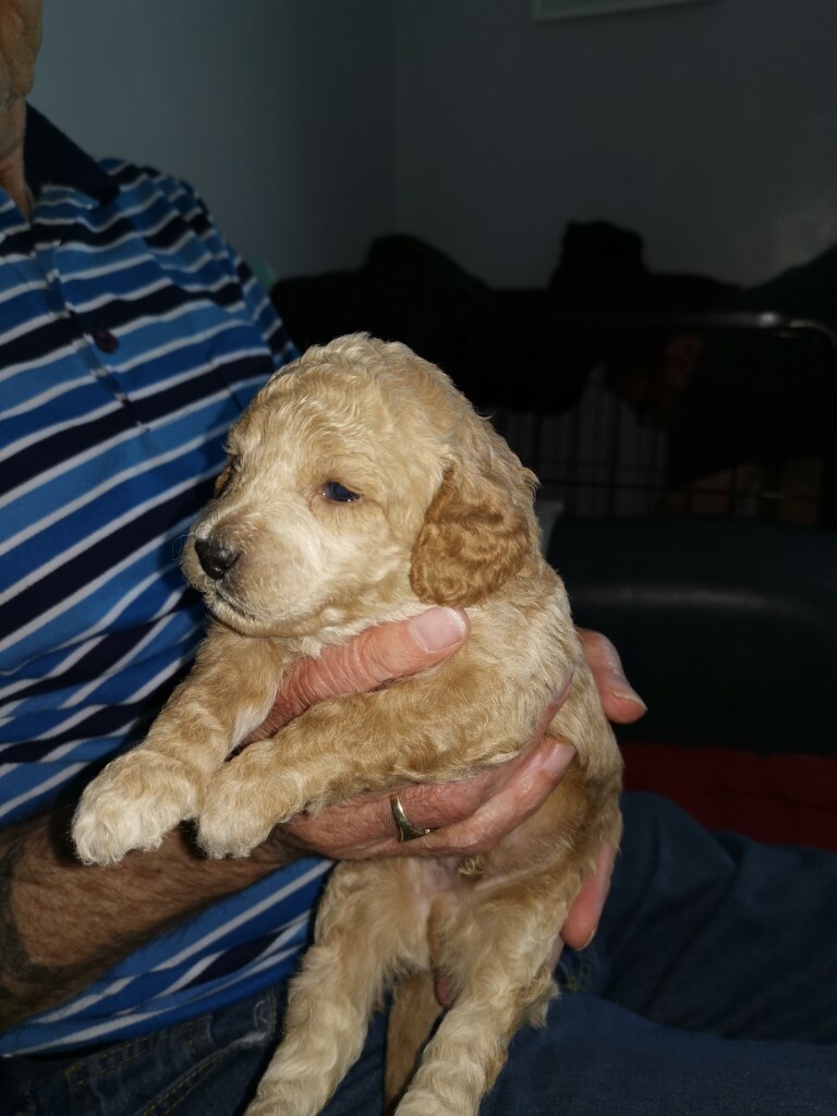f3b labradoodle